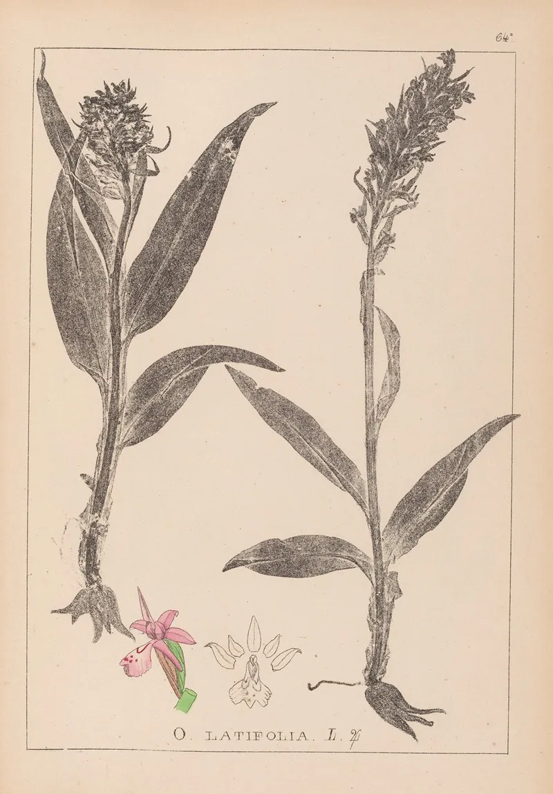 Herbier De La Flore Francaise Pl 1044 by Louis Antoine Cusin - Canvas Print