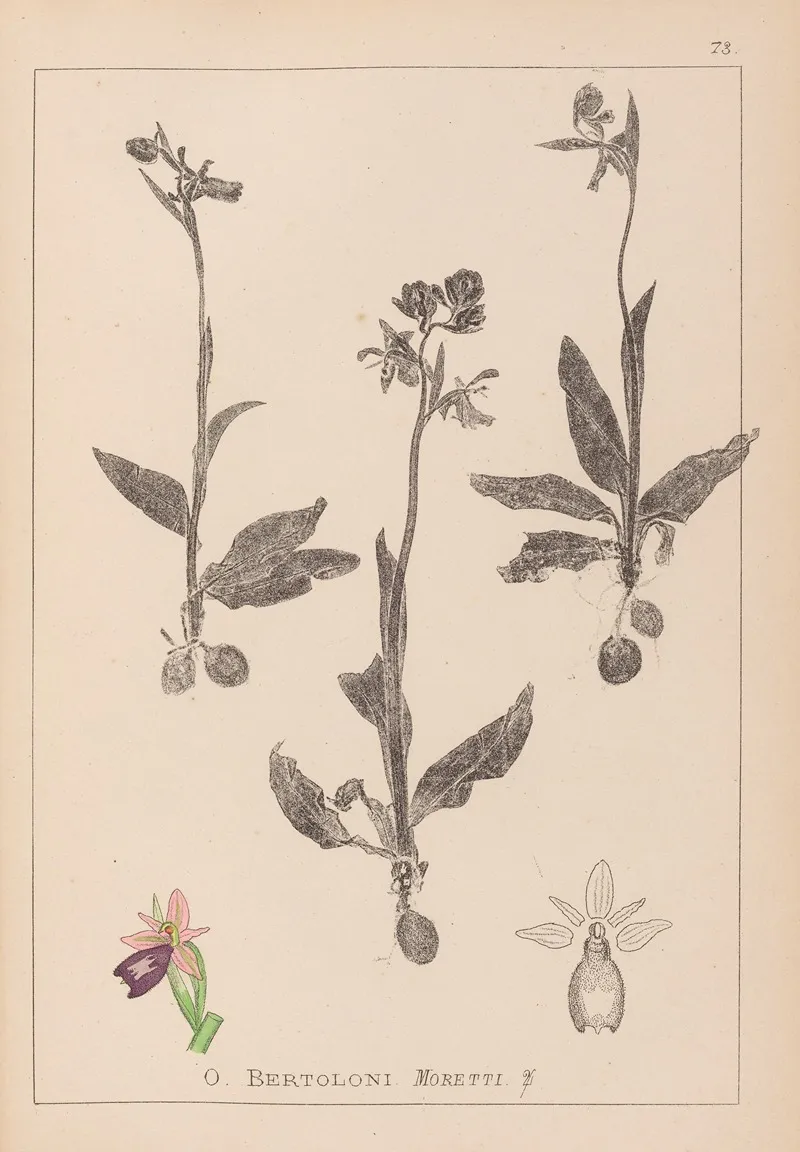 Herbier De La Flore Francaise Pl 1052 by Louis Antoine Cusin - Canvas Print
