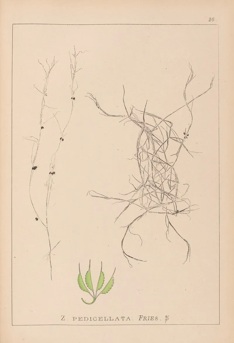 Herbier De La Flore Francaise Pl 1091 by Louis Antoine Cusin - Canvas Print