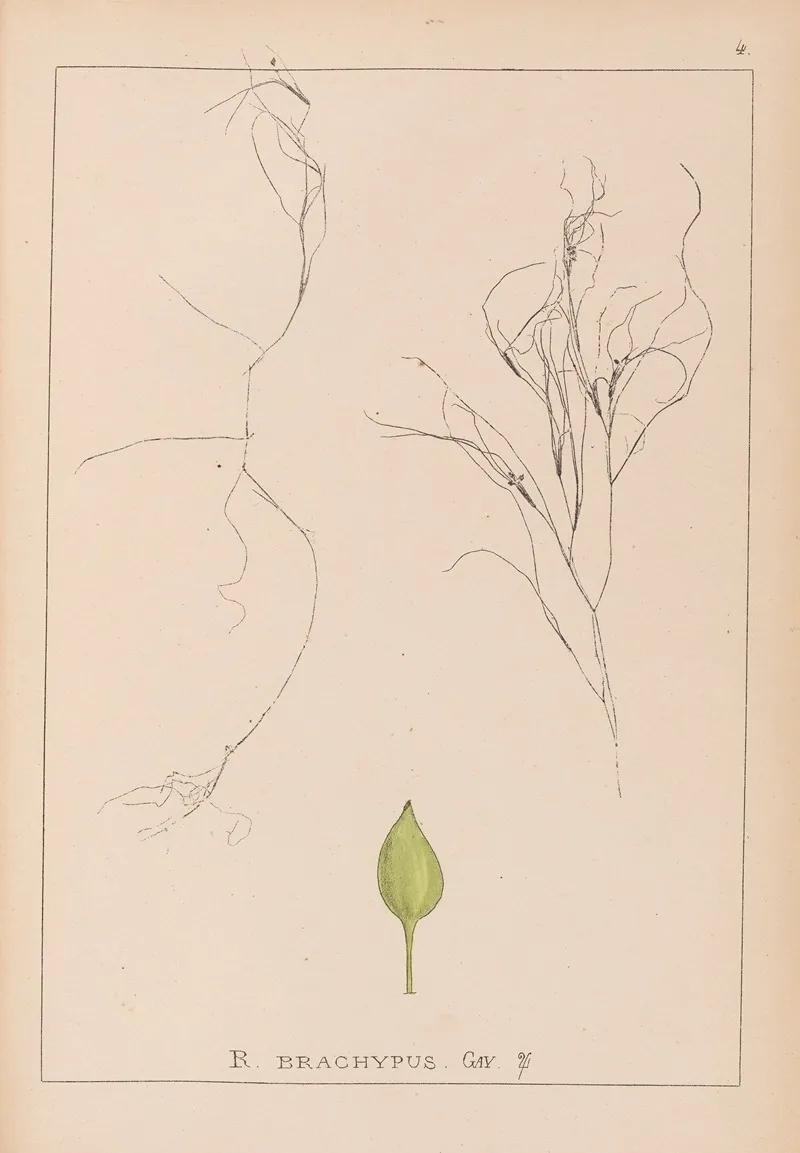 Herbier De La Flore Francaise Pl 1097