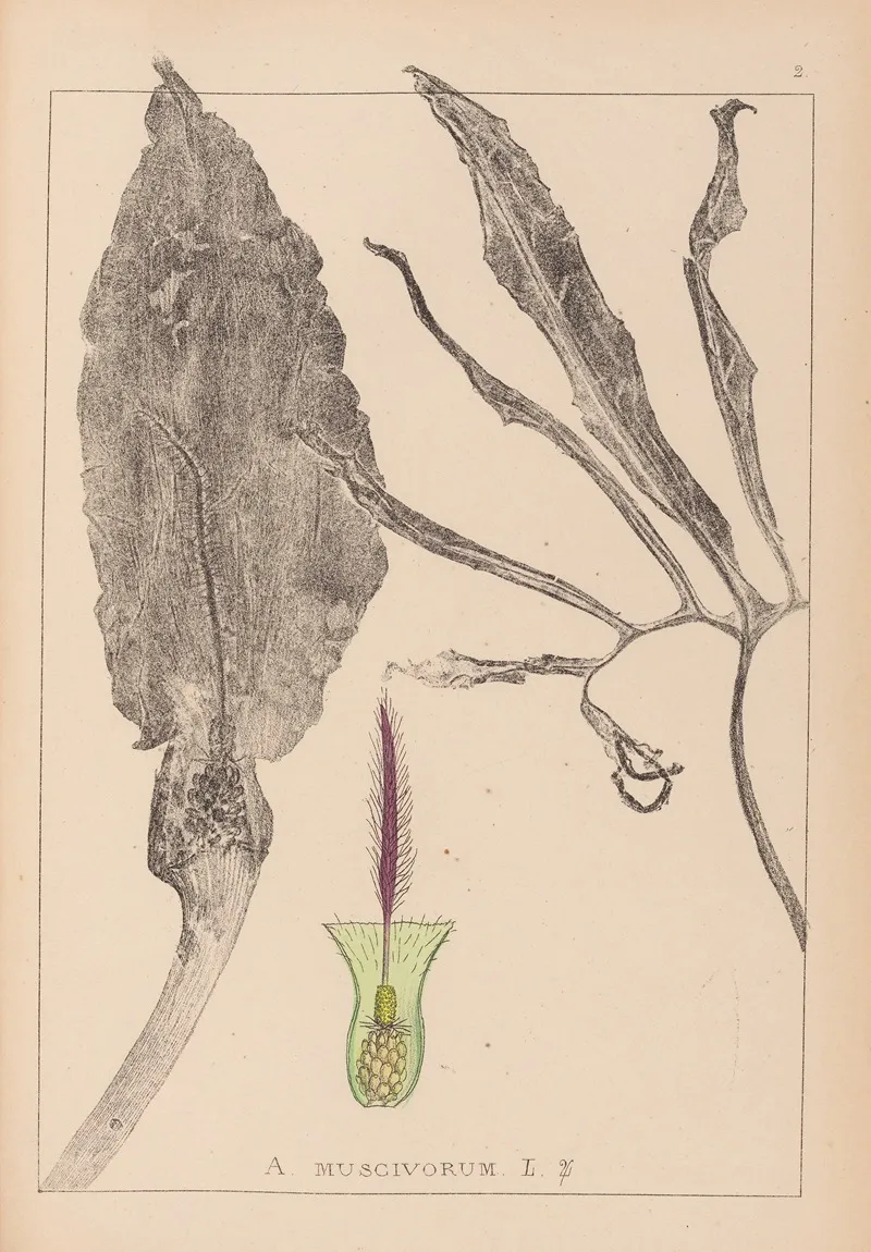 Herbier De La Flore Francaise Pl 1105 by Louis Antoine Cusin - Canvas Print