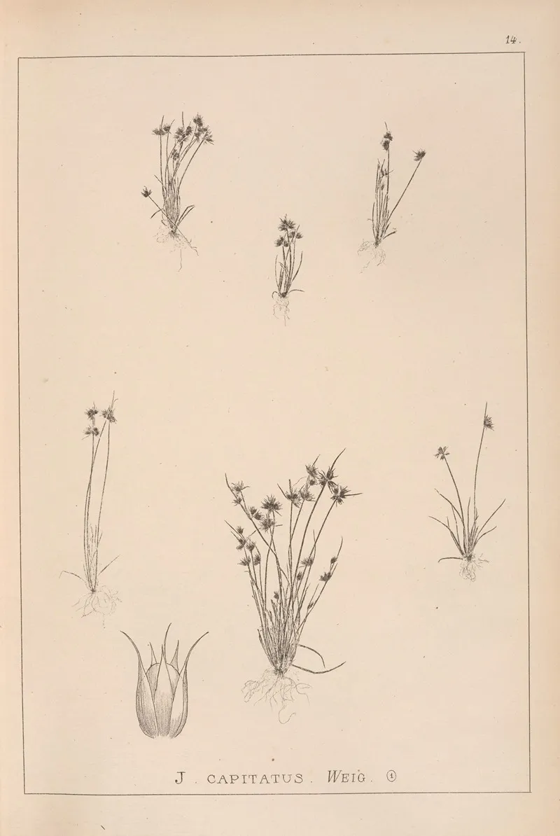 Herbier De La Flore Francaise Pl 1135 by Louis Antoine Cusin - Canvas Print