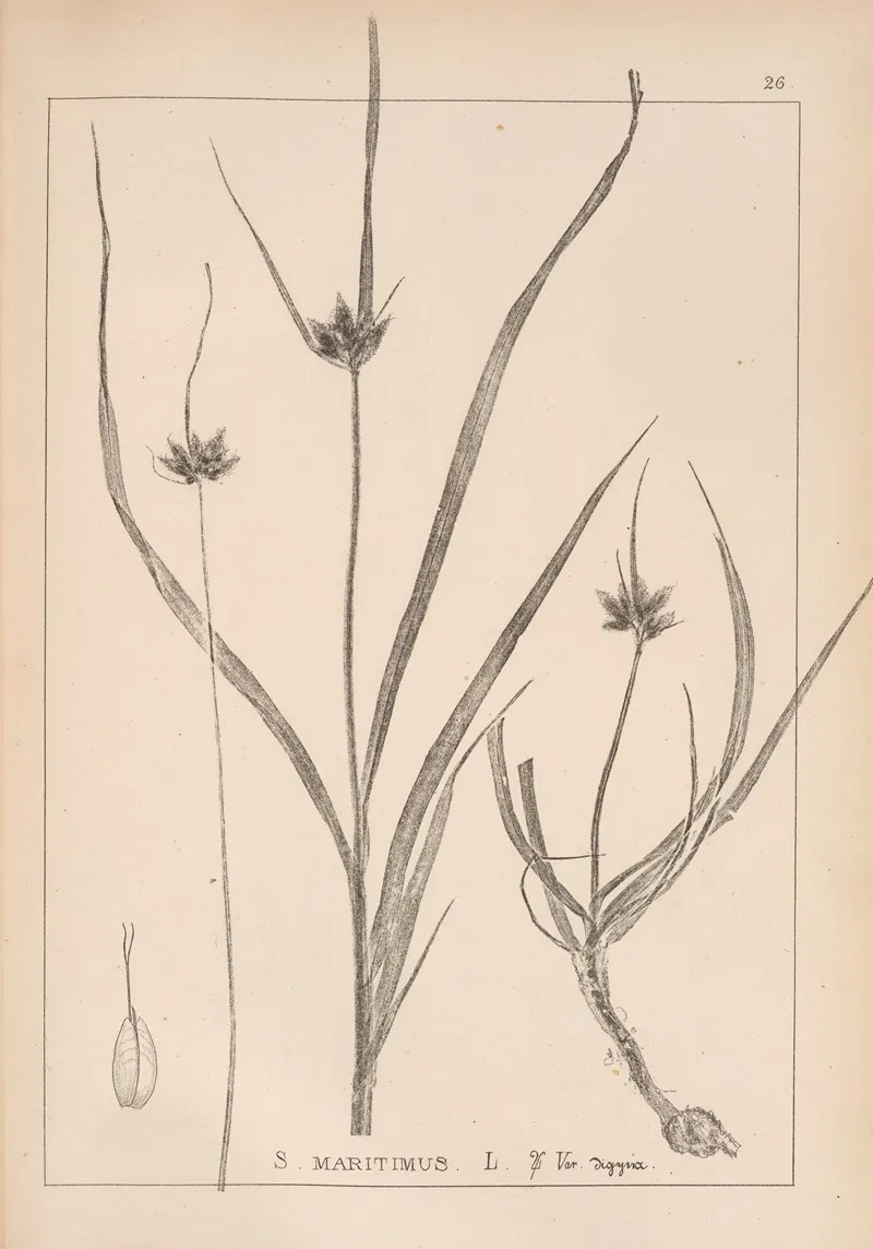 Herbier De La Flore Francaise Pl 1197 by Louis Antoine Cusin - Canvas Print
