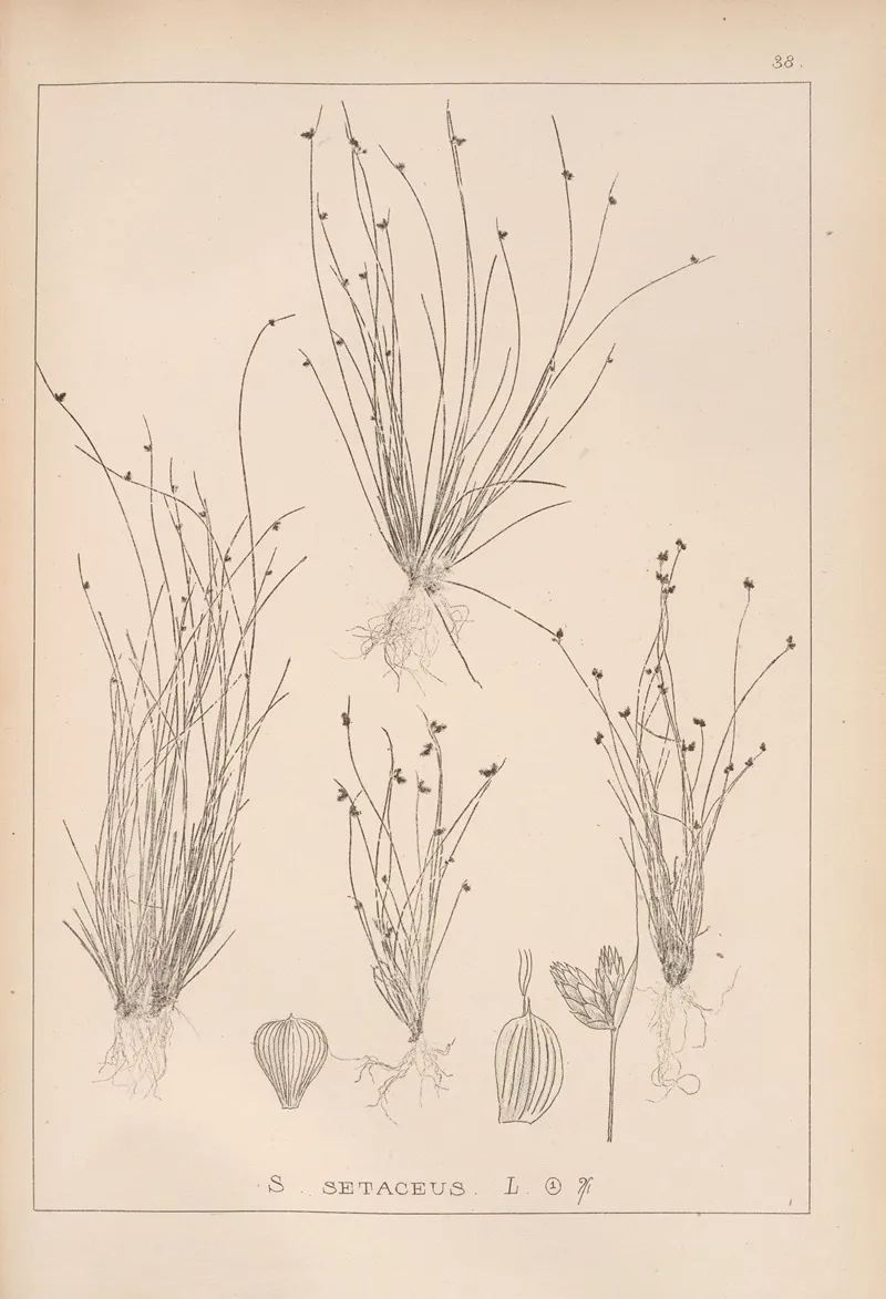 Herbier De La Flore Francaise Pl 1209 by Louis Antoine Cusin - Canvas Print