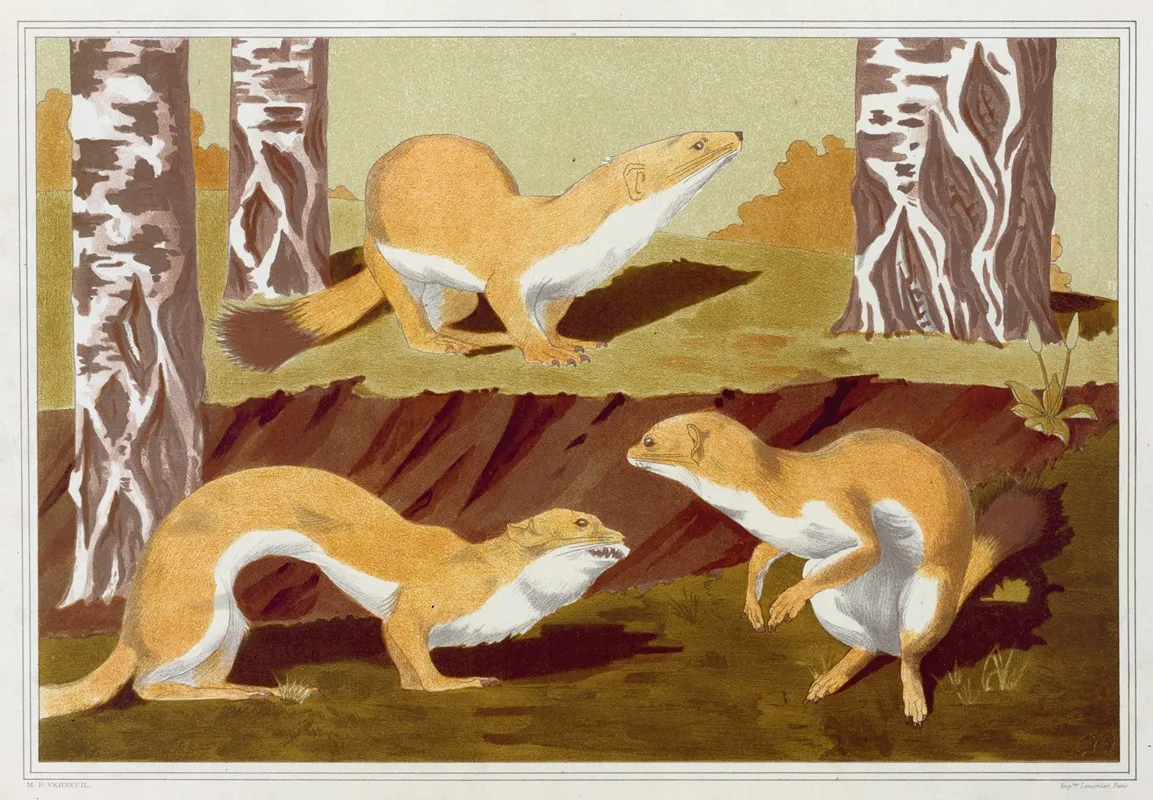 Hermines Vulgaires by Maurice Pillard Verneuil - Canvas Print