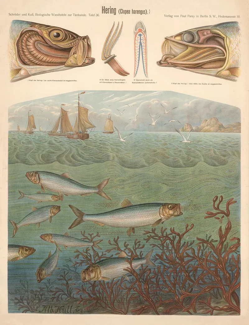 Herring Clupea Harengus by Albert Kull - Canvas Print