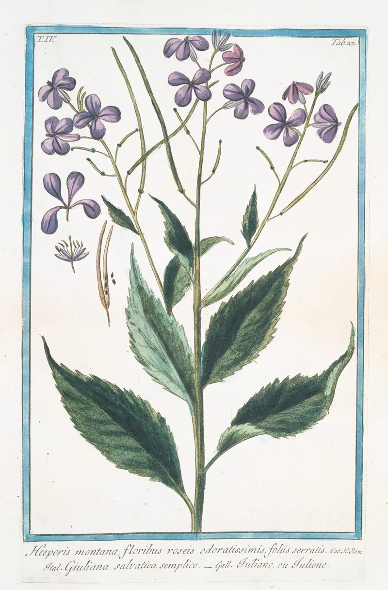 Hesperis Montana Floribus Roseis Odoratissimis Foliis Serratis Giuliana Salvatica Semplice Tutiane Ou Tuliene Sweet Rocket