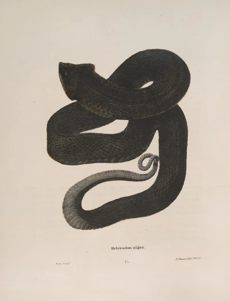 Heterodon Niger