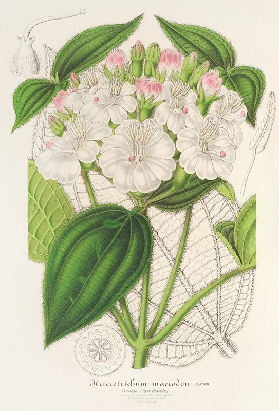 Heterotrichum Macrodon