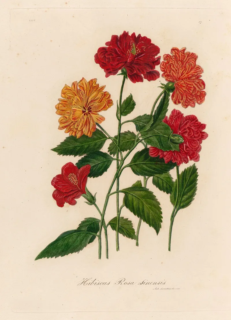 Hibiscus Rosa Sinensis