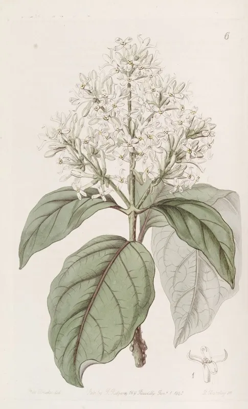 Himalayan Lilac