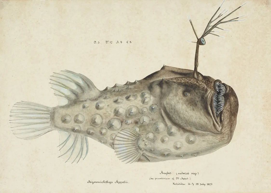 Himantolophus Appelii Nz Lateral View Prickly Anglerfish
