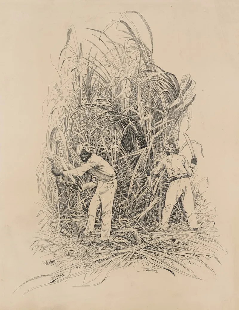 Hindu Cutting Cane by Milton J. Burns - Canvas Print