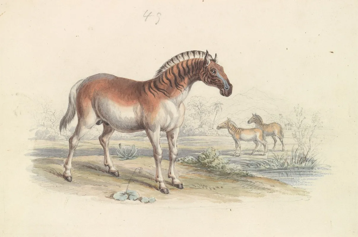 Hippotigris Quacha 2