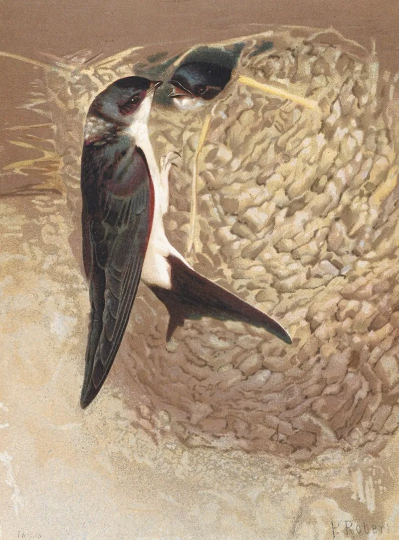 Hirondelle De Fenetre by Léo-Paul Robert - Canvas Print