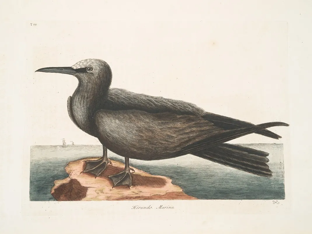 Hirundo Marina The Noddy