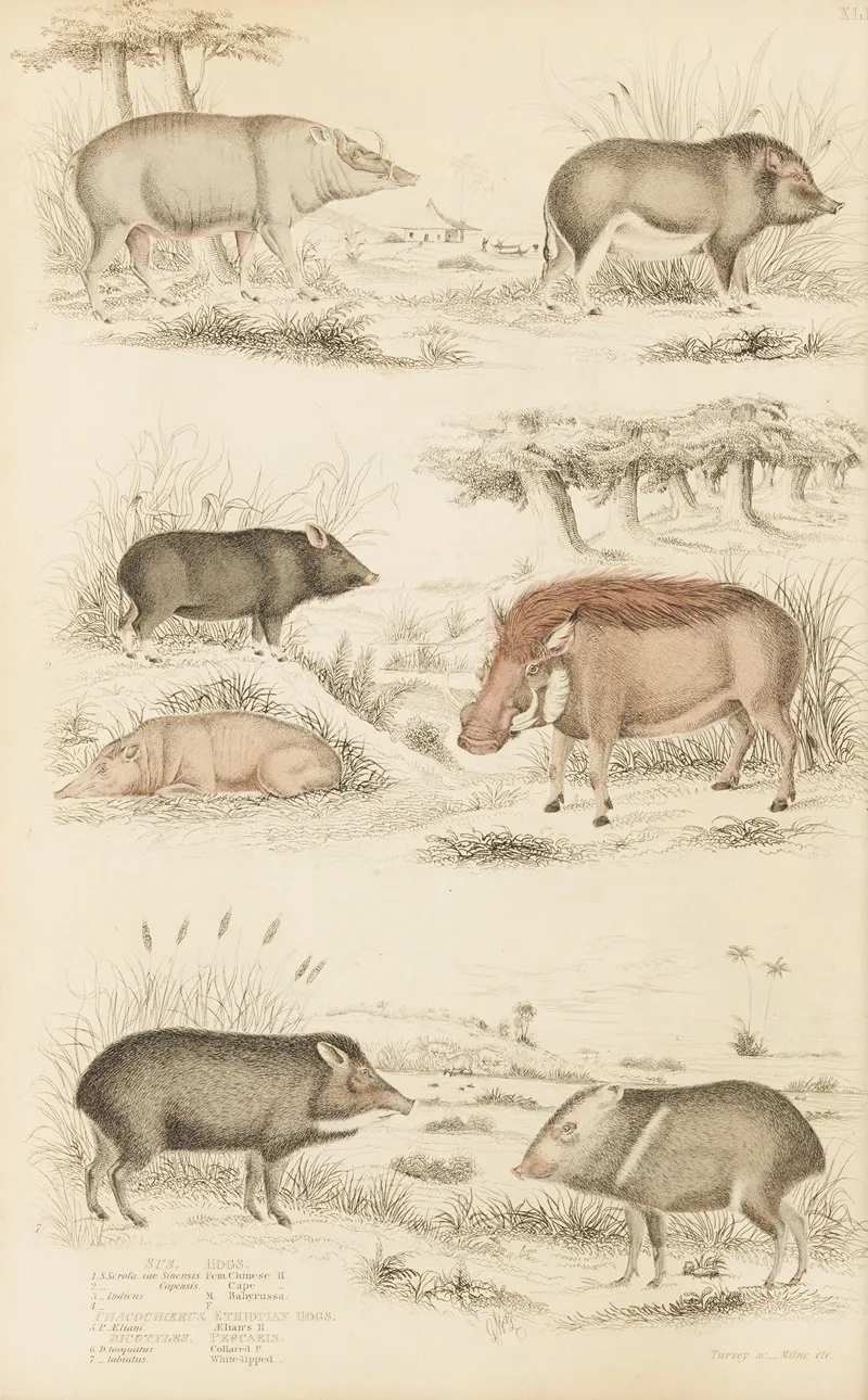 Hogs Ethiopian Hogs Peecaris by William MacGillivray - Canvas Print
