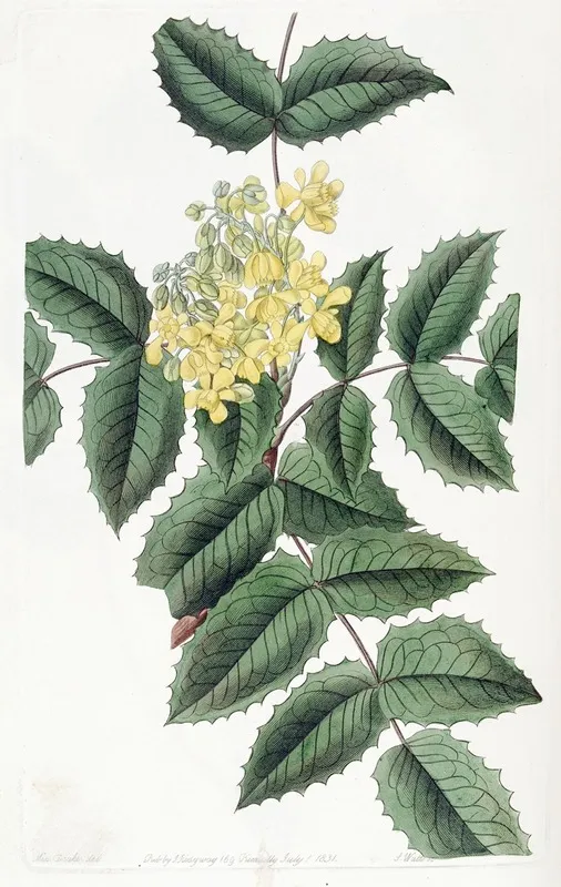 Holly Leaved Berberry