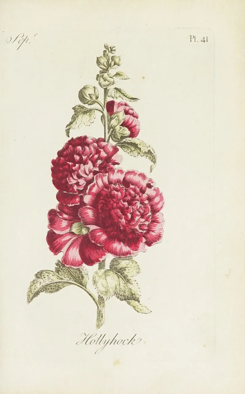 Hollyhock 2 by Carington Bowles - Canvas Print