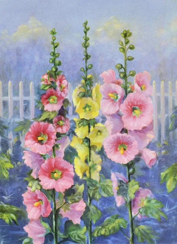 Hollyhock