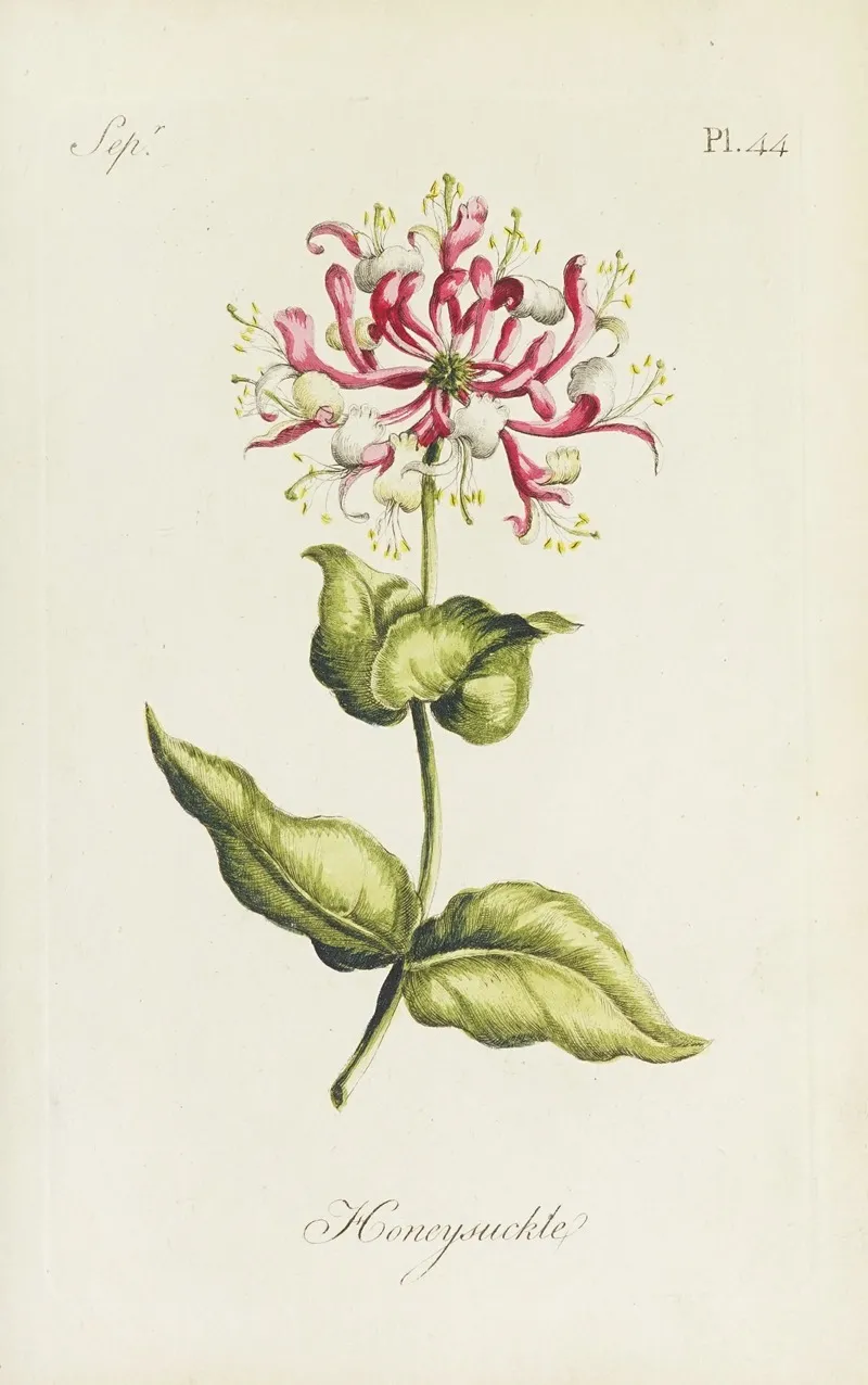 Honeysuckle 5 by Carington Bowles - Canvas Print