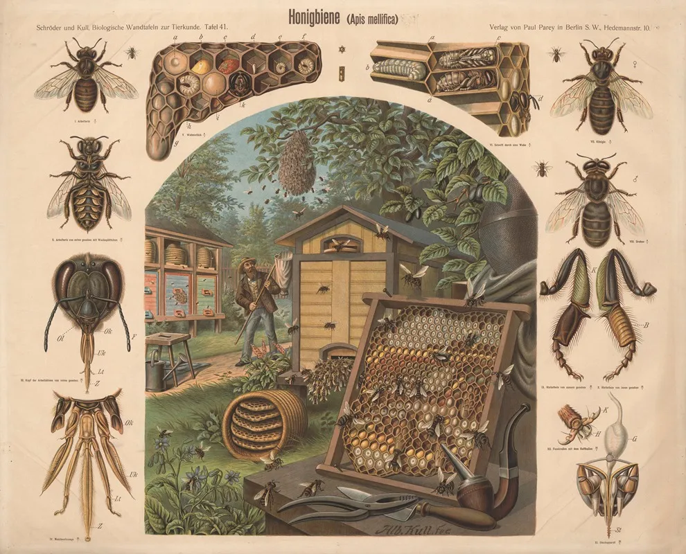 Honigbiene Apis Mellifica