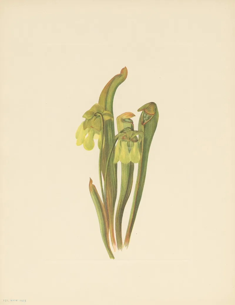 Hooded Pitcherplant Sarracenia Minor 3