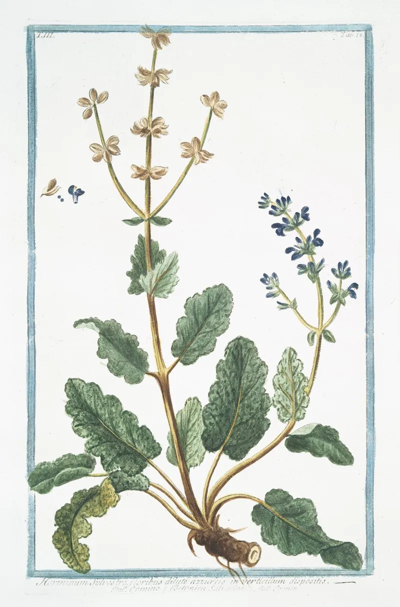 Horminum Sylvestre Floribus Dilute Azzureis In Verticillum Dispositis Ormino E Betonica Salvaiiea Ormin Clary Common Clarry Orvale Toute Bonne Clear Eye See Bright Eyebright