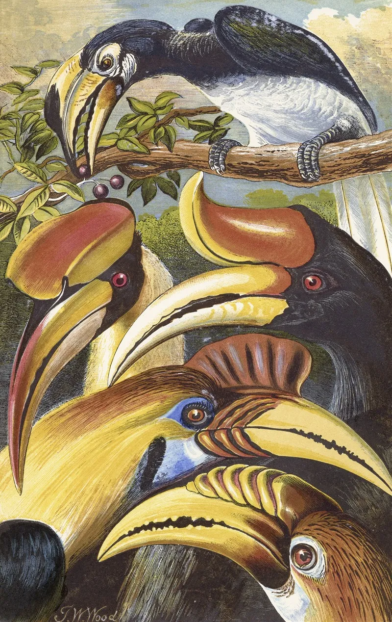 Hornbills