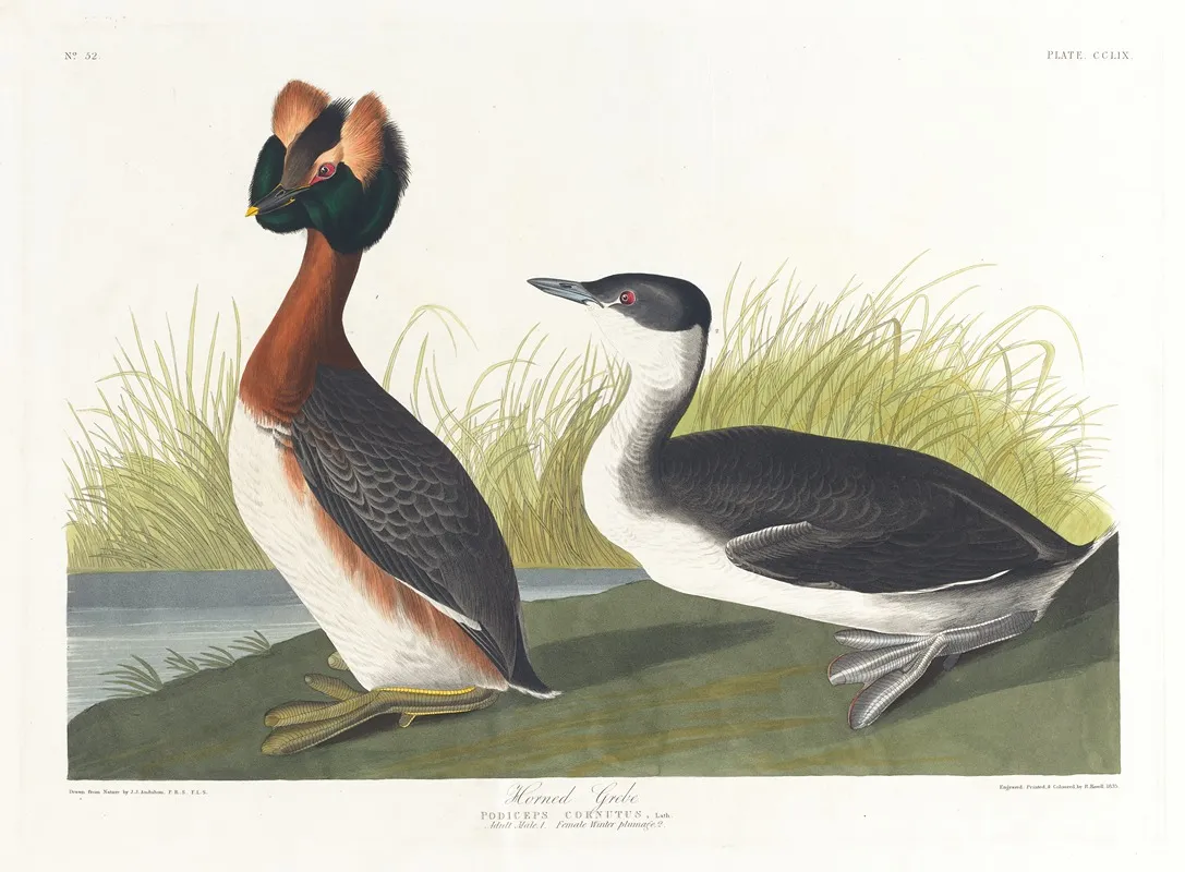 Horned Grebe by John James Audubon - Canvas Print
