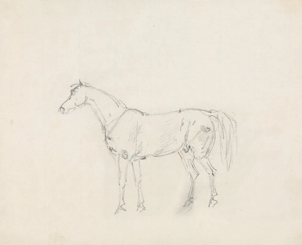 Horse 12