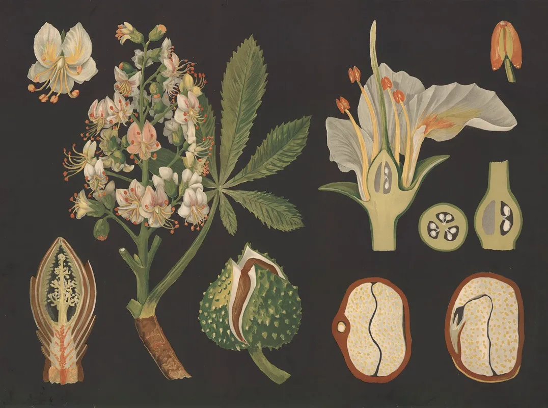 Horse Chestnut Aesculus Hippocastanum