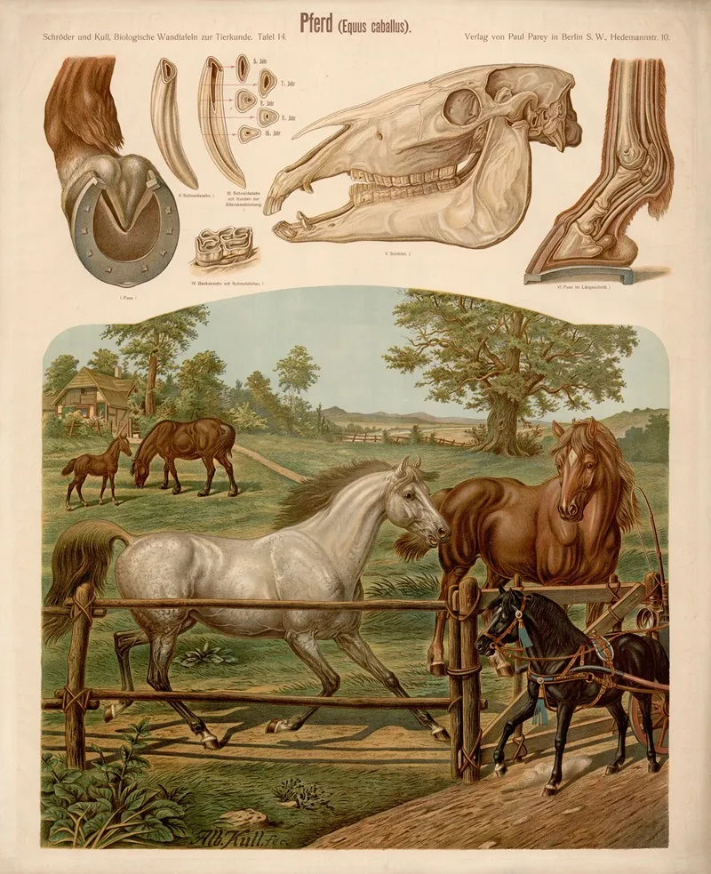 Horse Equus Caballus by Albert Kull - Canvas Print