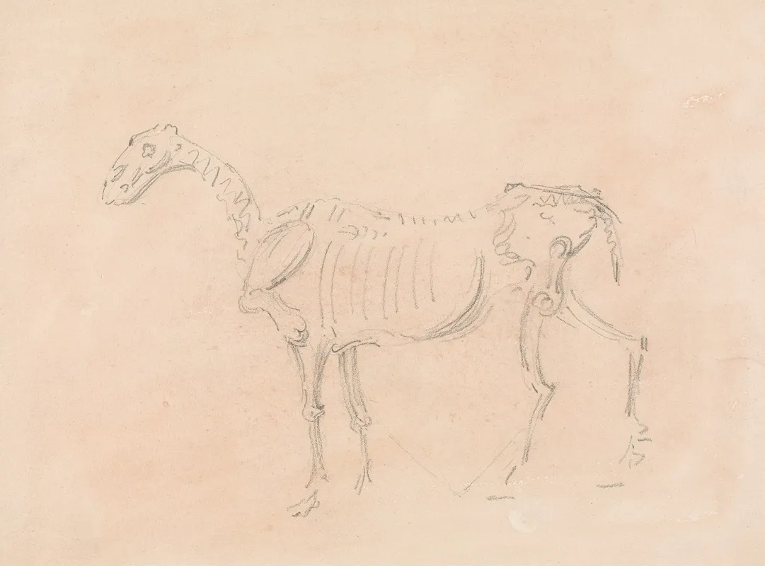 Horse Skeleton 2