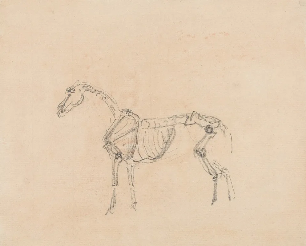 Horse Skeleton