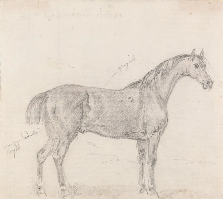 Horse Standing Side View Facing Right