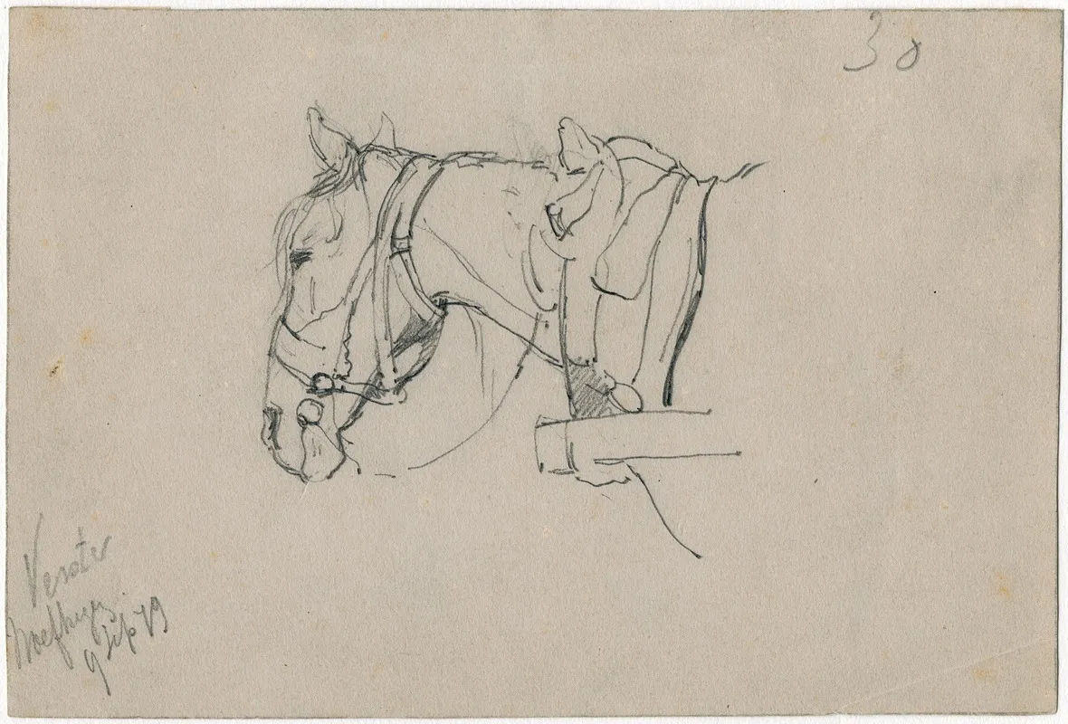 Horse With Harnes