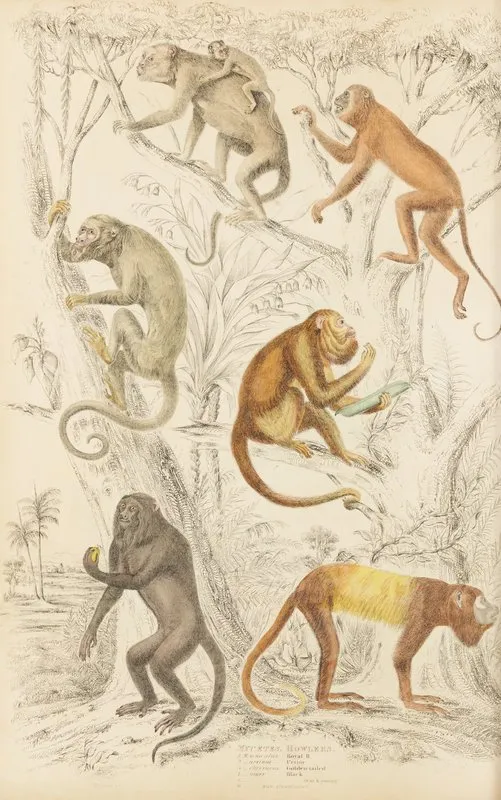 Howlers by William MacGillivray - Canvas Print