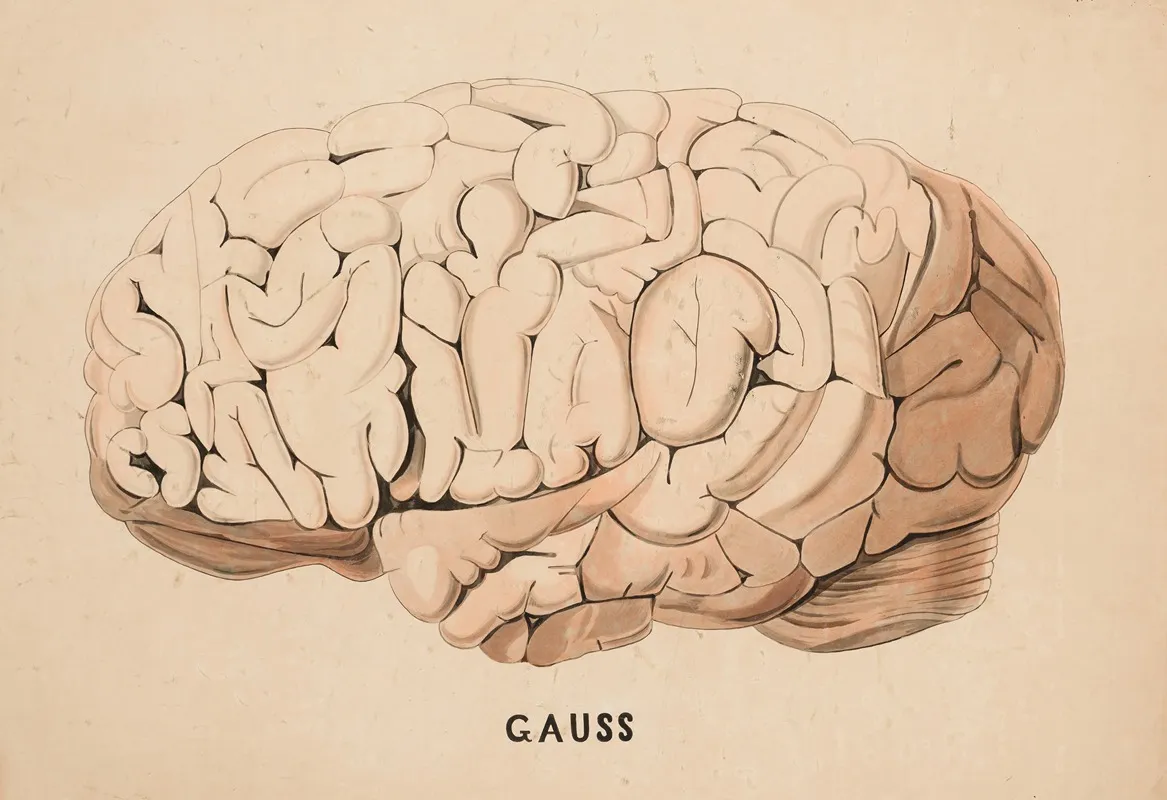 Human Brain