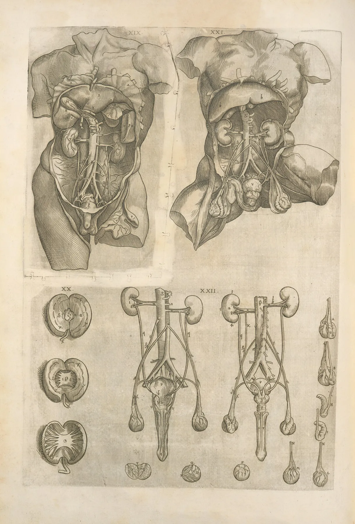 Human Digestive System by Thomas Geminus - Canvas Print