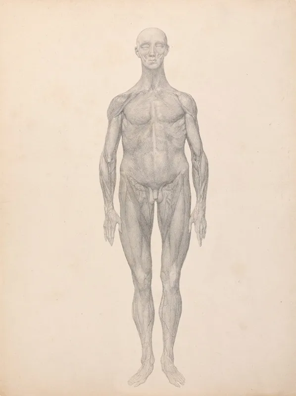 Human Figure Anterior View Skin And Underlying Fascial Layers Removed by George Stubbs - Canvas Print