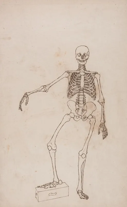 Human Skeleton Anterior View by George Stubbs - Canvas Print