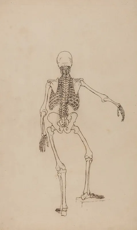 Human Skeleton Posterior View by George Stubbs - Canvas Print