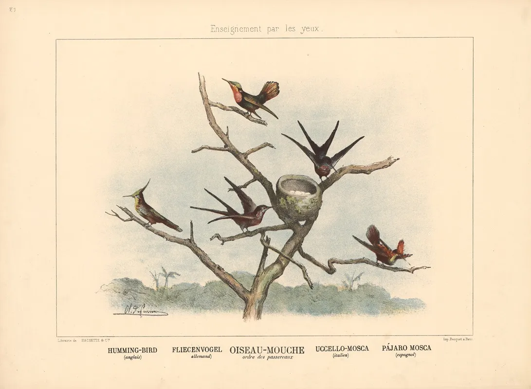 Humming Bird