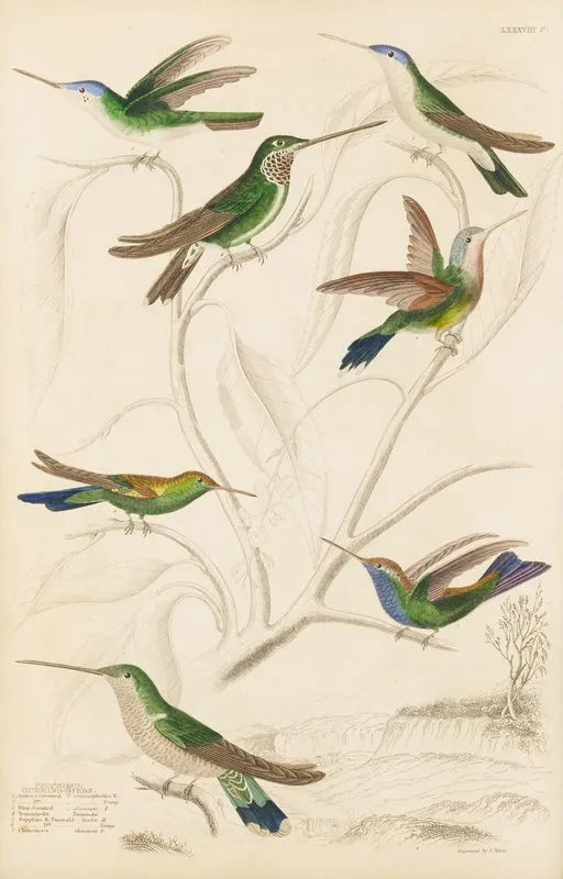 Humming Birds 4 by William MacGillivray - Canvas Print