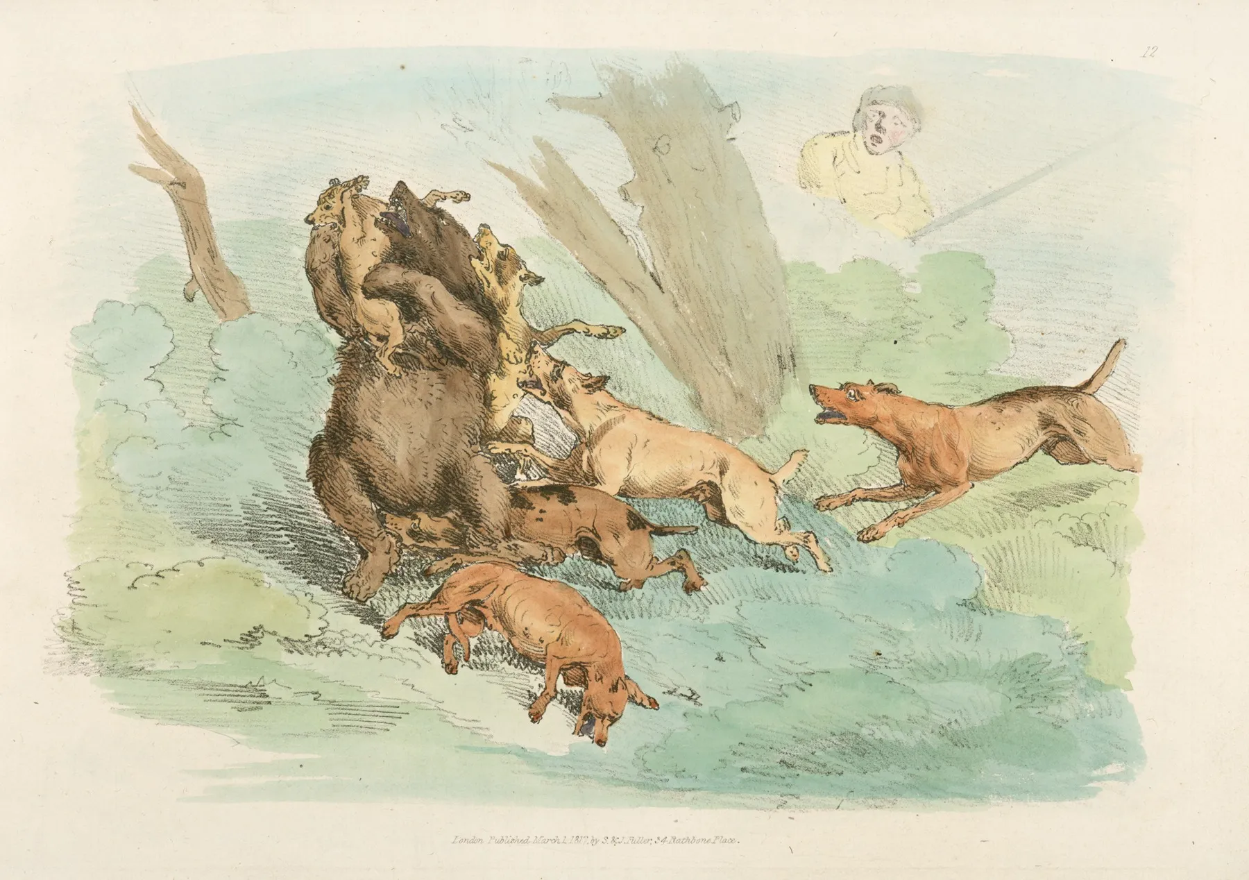 Hunting Dogs Attacking A Bear