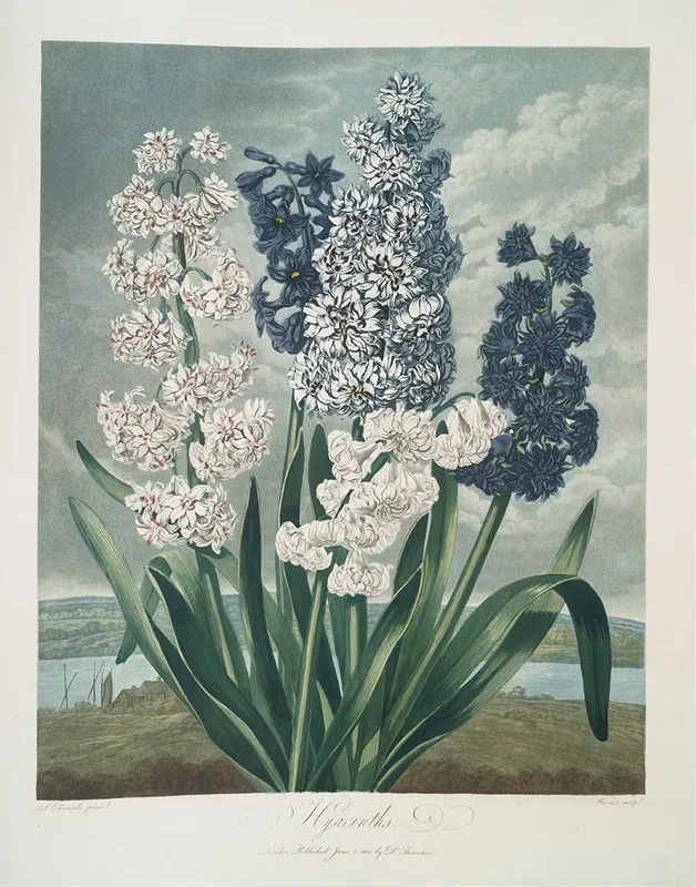 Hyacinths 13 by Robert John Thornton - Canvas Print