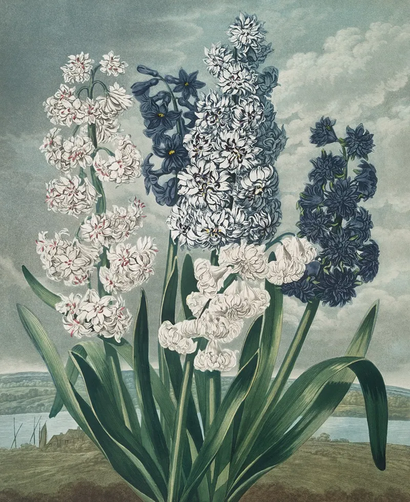Hyacinths 14 by Robert John Thornton - Canvas Print