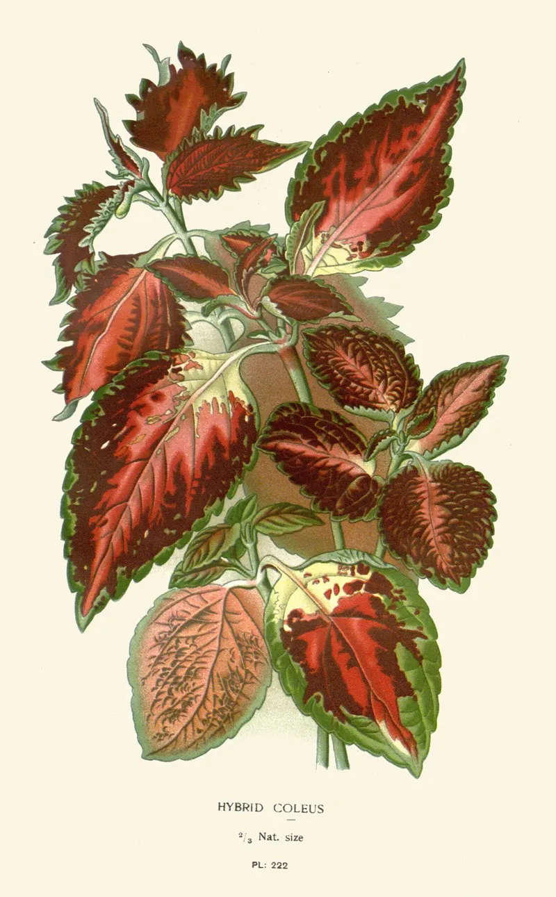 Hybrid Coleus