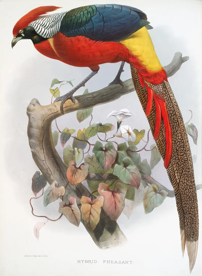 Hybrid Pheasant 2 by Joseph Smit - Canvas Print